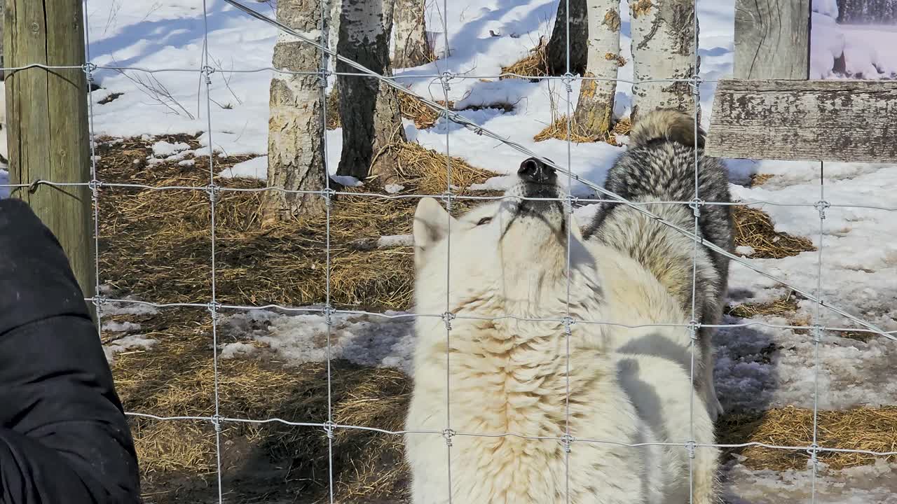 冬の生息地で、フェンス越しに餌が与えられると複数のオオカミが近づいてくる。雪の中での活発な給餌の瞬間、間近な野生動物との交流、屋外での監視された世話が示されている。