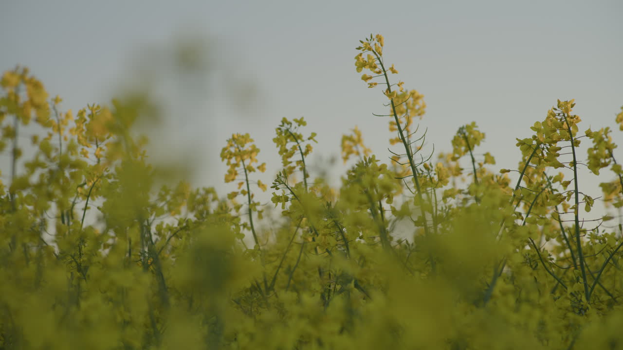 Close-up of Blooming Yellow Canola Field
