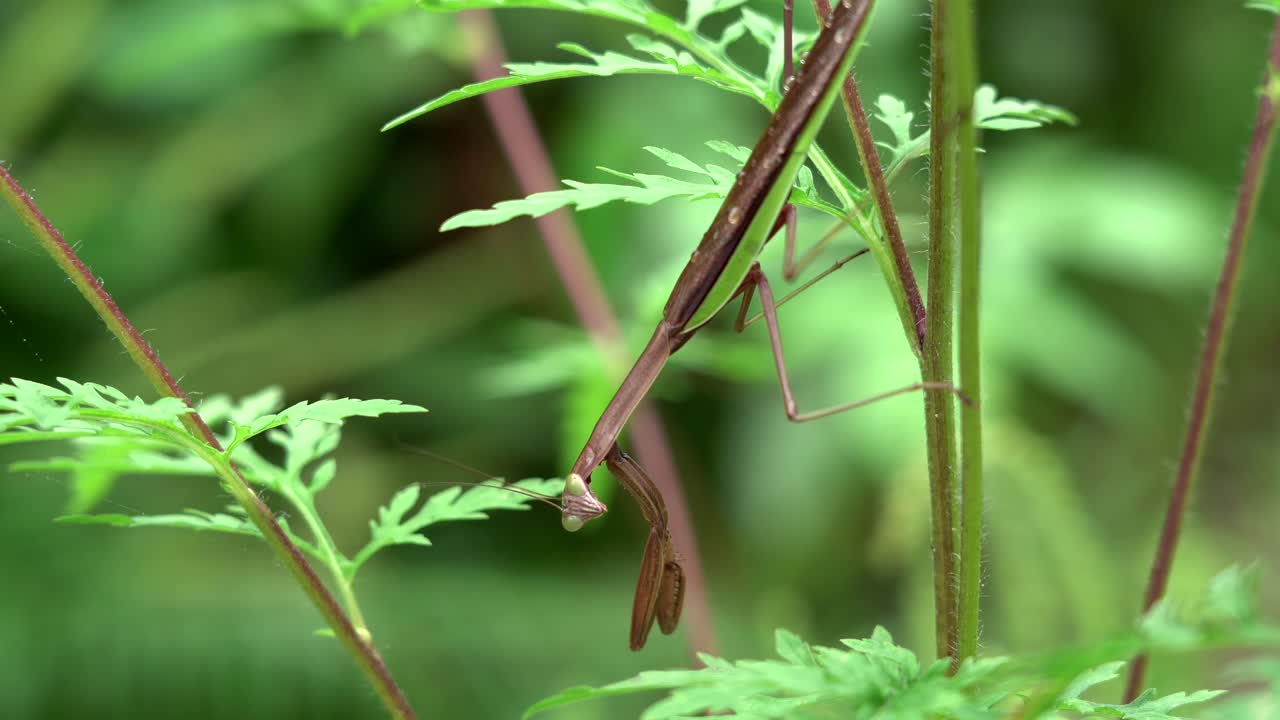 una mantis religiosa en una planta al aire libre durante el verano