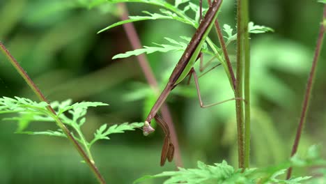 a praying mantis on a plant in the outdoors during the summer weather