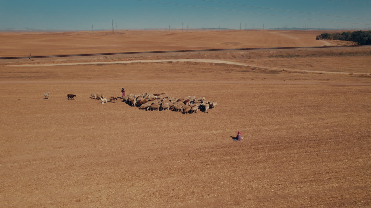 vista aérea de una pastora con ovejas en una zona desértica remota, cerca de grandes postes de energía y una vía de tren de carga, tierra seca sin cultivos, disparo de paralaje