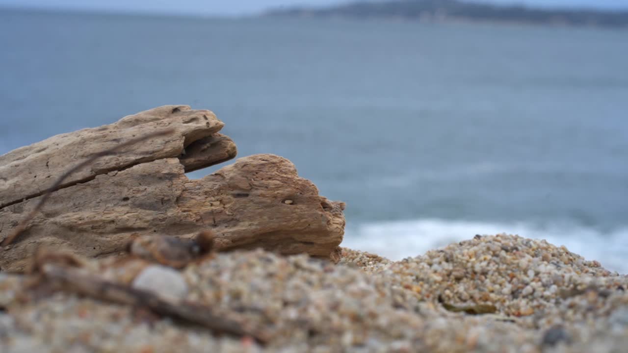 Makrobillede af en træstamme på en californisk strand, mens tidevandet går ind og ud i baggrunden