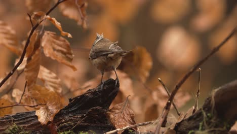 cute bird on a tree stump in autumn