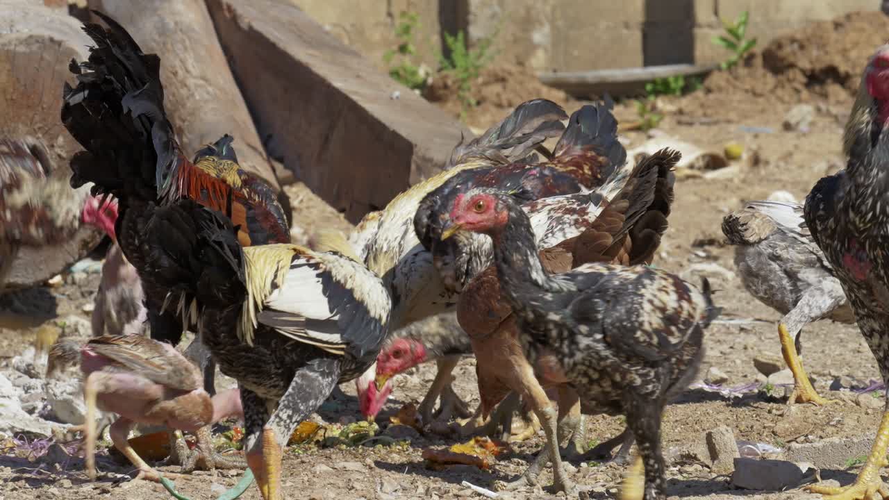 A lively scene of chickens foraging together in a rural farmyard showcasing nature's beauty