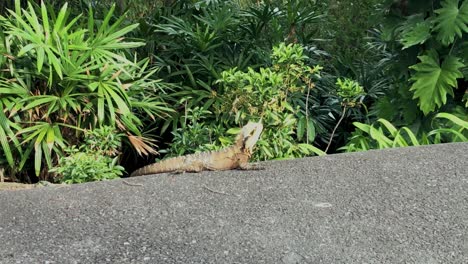 Curious-Australian-Water-Dragon-Lizard-suns-himself-in-a-rain-forest