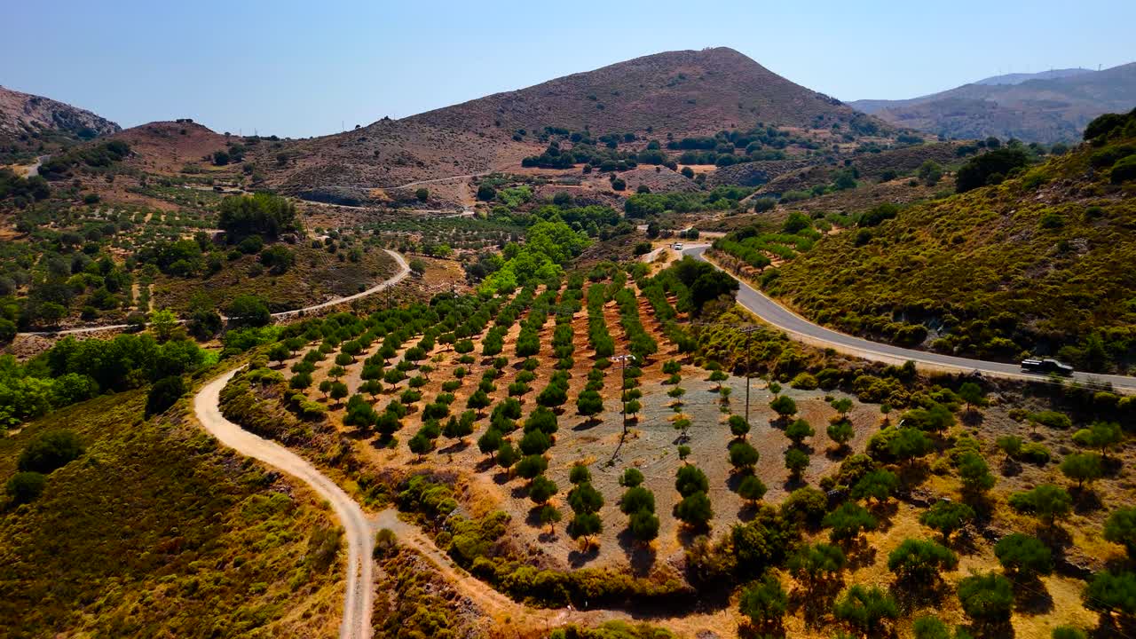 A beautiful olive grove is located on a hillside, showcasing rows of trees against a bright blue sky. Winding paths create a serene atmosphere in this picturesque landscape