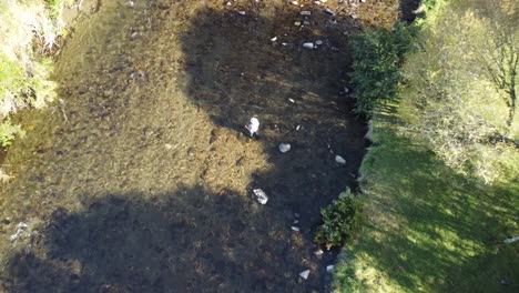 Toma-De-Drones-De-4k-De-Pescador-Con-Mosca-En-El-Arroyo