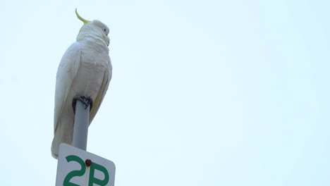 a cockatoo sits atop a 2p parking sign