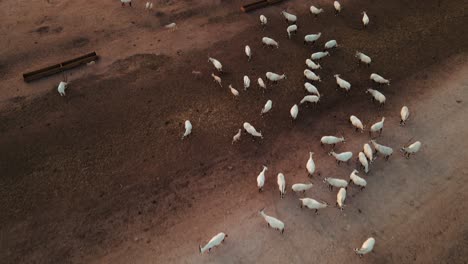 Aerial-Flyover-A-Group-Of-White-Oryx-Standing-On-A-Safari-Dirt-Track-In-Hai-Bar-National-Park