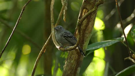 Close-up-of-a-Black-Crowned-Antshrike-in-tropical-rainforest