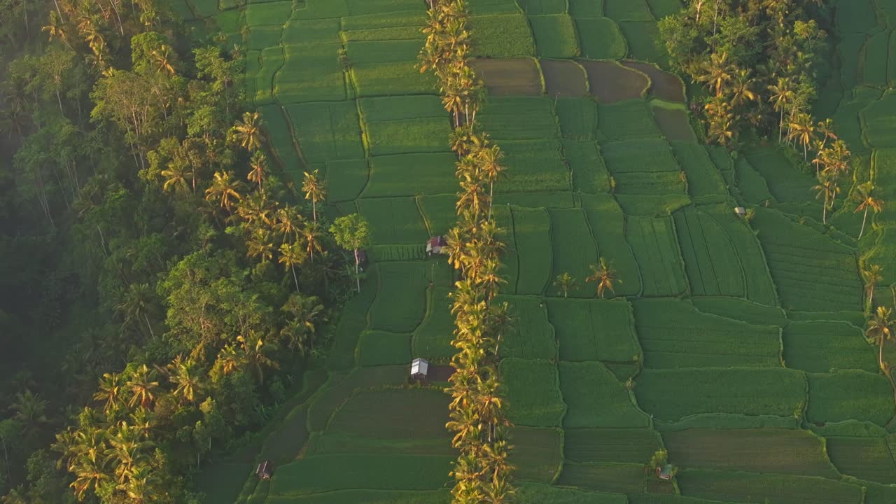 Vista aerea del sereno paesaggio delle risaie di Ubud con nebbia all'alba, palme e campi coltivati a Gianyar, Bali