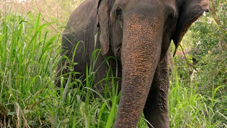 close-up footage of a single asian elephant feeding in the dense jungle of sri lanka at sunset.