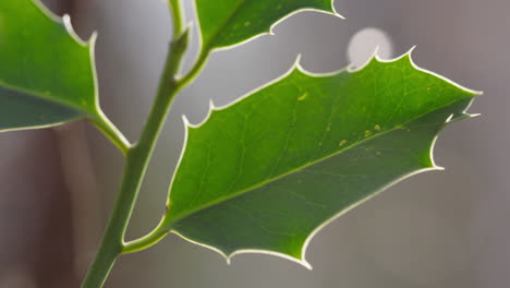hojas de la planta de acebo