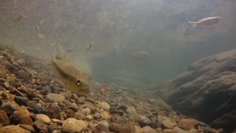 kaeng krachan national park is home to a lot of fantastic wild animals and the streams are life source of fresh water for animals to drink and for fish to swim around