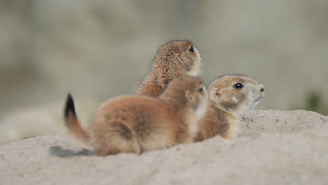 Adorable-Prairie-Dog-Babies-Emerging-Out-of-the-Burrow---Cynomys-Genus