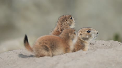 adorable prairie dog babies emerging out of the burrow - cynomys genus