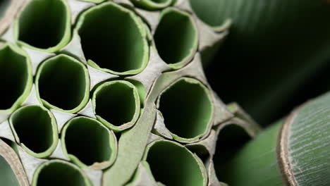 close-up of green bamboo stalks and leaves