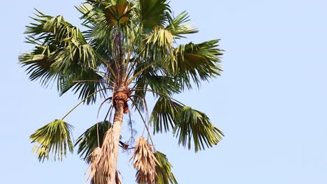 Sugar palm tree swaying in the breeze