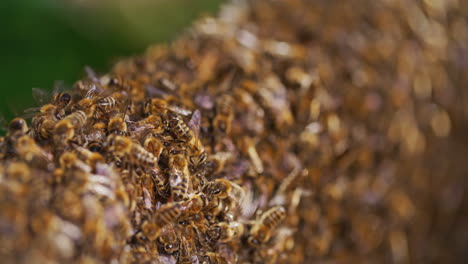 macro shot of bees working in hive