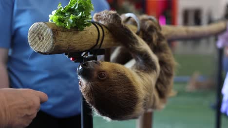 animal trainer feeding costa rica sloth at rescue sanctuary