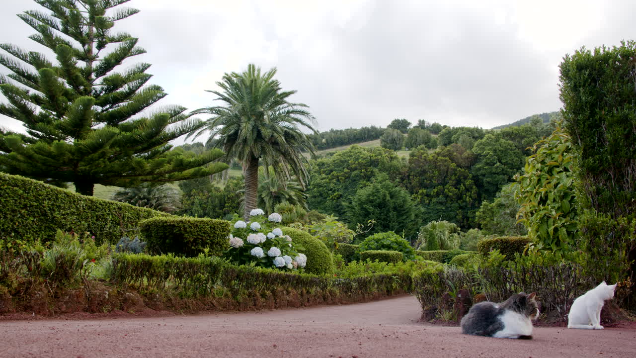 lindos gatos relajándose en el mirador de las azores con hermosa vegetación