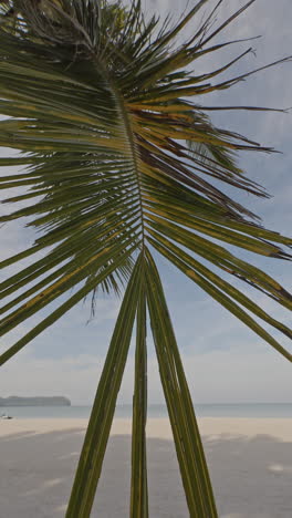 vertical video of beautiful palm trees on beach
