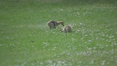 cámara lenta, dos diminutos polluelos de bebé de ganso de canadá comiendo de un césped de hierba