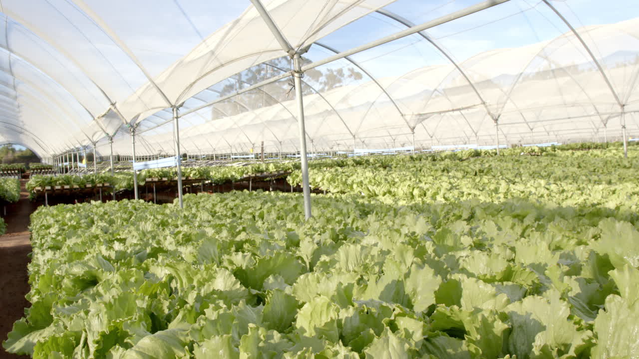Growing fresh lettuce, hydroponic farm cultivating organic vegetables in greenhouse, copy space