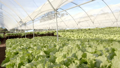 growing fresh lettuce, hydroponic farm cultivating organic vegetables in greenhouse, copy space