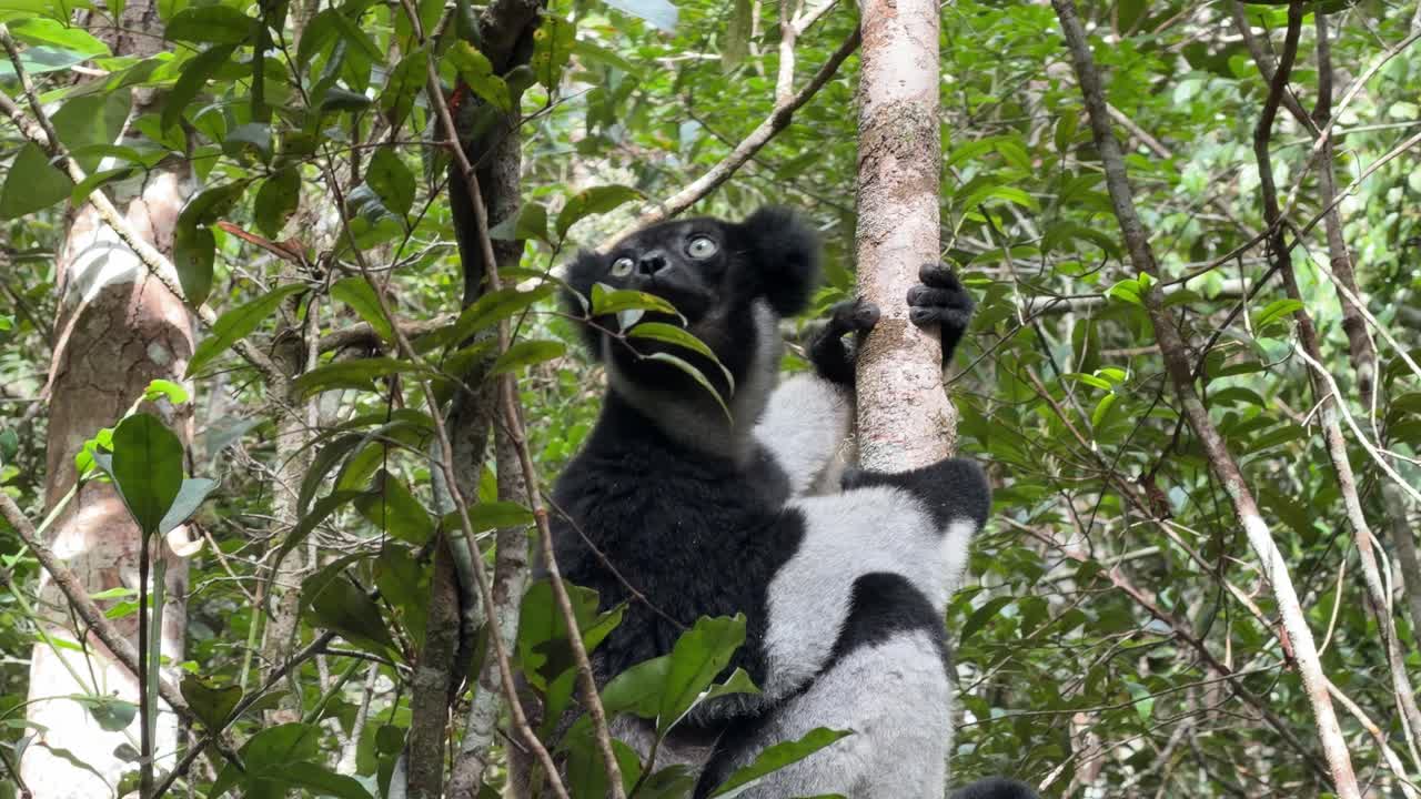 Una ripresa ravvicinata e dettagliata di un grande lemure Indri bianco e nero aggrappato a un tronco d'albero nel suo habitat naturale nella giungla in Madagascar mentre si guarda intorno con curiosità.