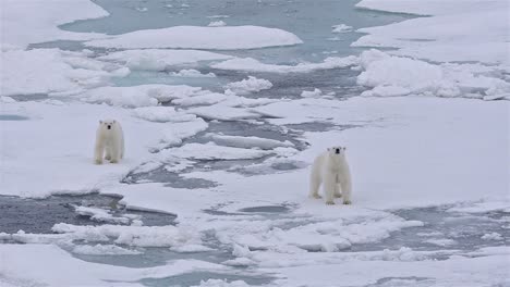 polar bear sow with two cubs on the sea ice in off baffin island in nunavut canada