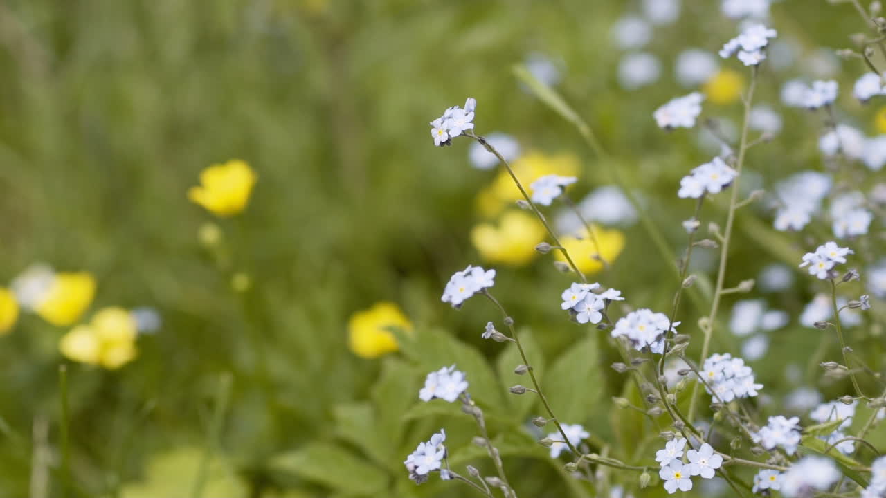 natureza close-up de flores no prado no verão 1