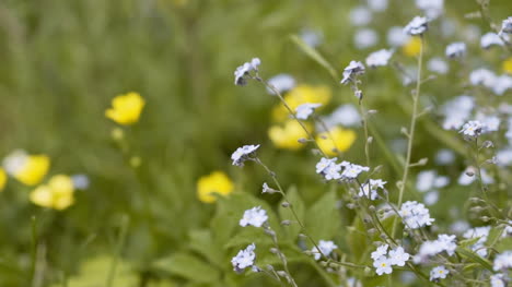 Natur-Nahaufnahme-Von-Blumen-Auf-Der-Wiese-Im-Sommer-1