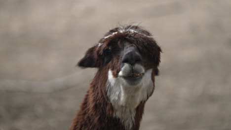 retrato de alpaca - vicugna pacos un mamífero camélido sudamericano