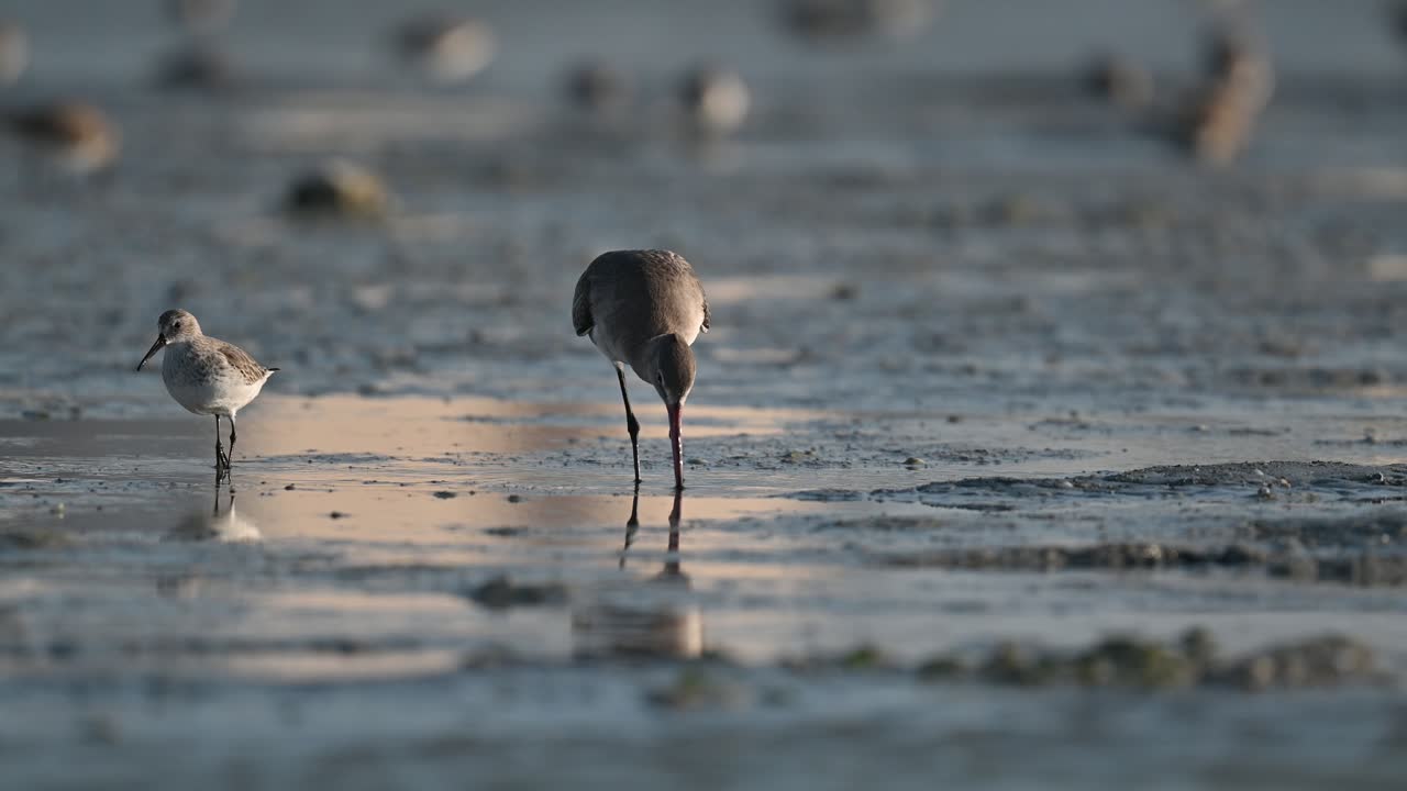 썰물 때 얕은 진흙 습지 땅에서 음식을 파는 도깨비 - 바레인