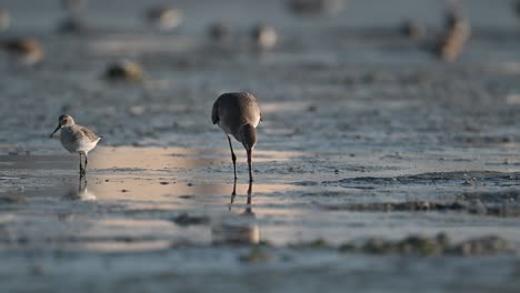 agachadiza cavando en busca de comida en los pantanos fangosos poco profundos durante la marea baja - bahrein