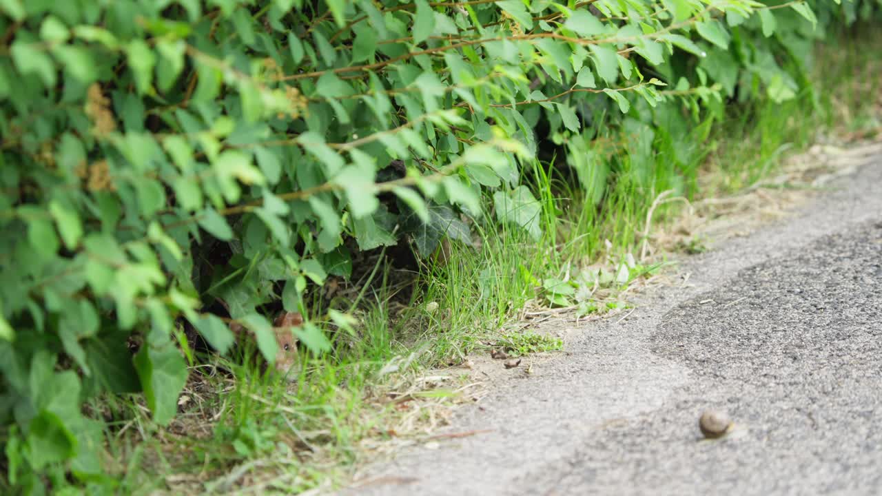 En europæisk hamster udforsker en smal sti omgivet af frodigt grønt. Hamsteren bevæger sig hurtigt og søger efter føde, hvilket viser dens naturlige adfærd i landlige omgivelser.