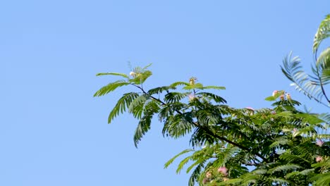 mimosa hostilis leaves swaying in the wind in slow motion on a bright sunny day