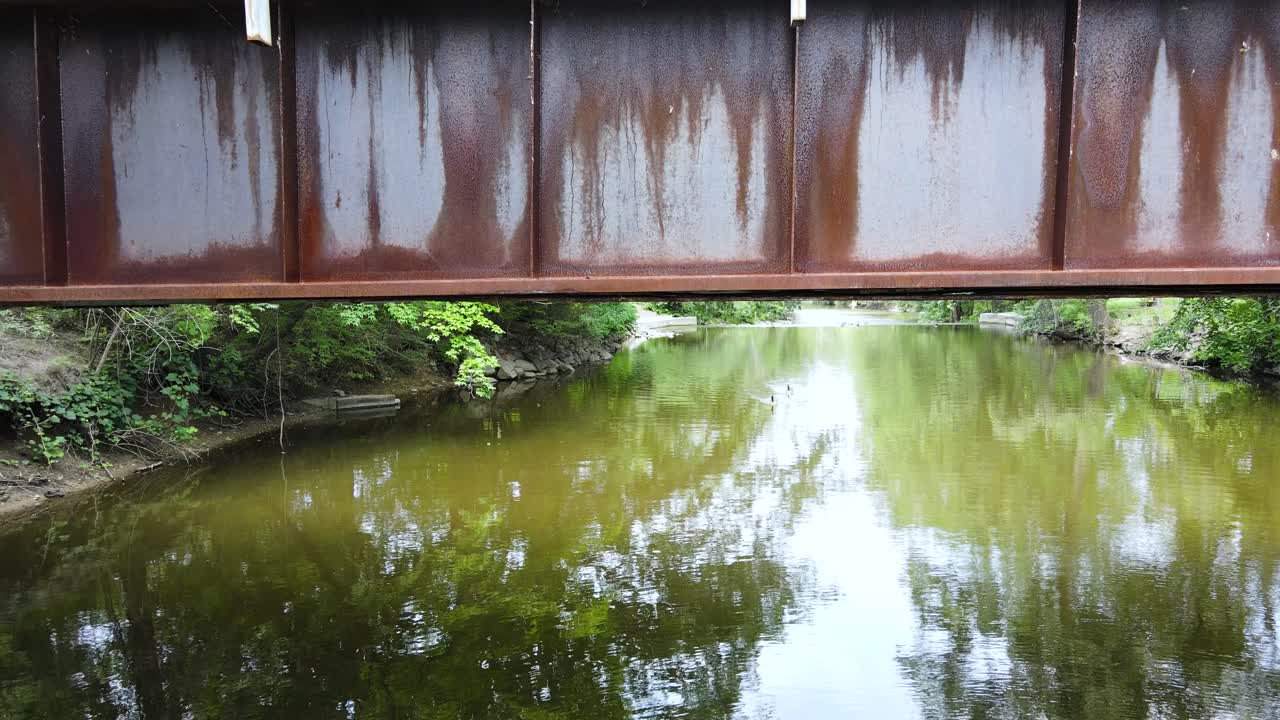 적삼목 위를 헤엄치는 거위를 바라보며