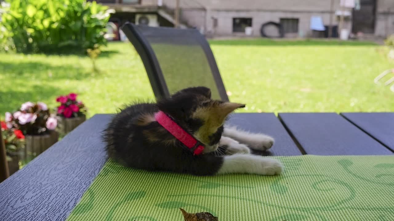 Small kitten lying down on table in slow-motion