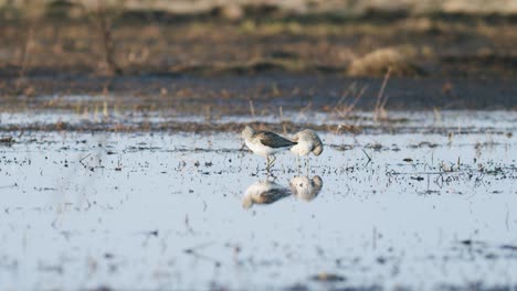 Alimentación-De-Archibebe-Común-Durante-La-Migración-De-Primavera-Humedales-De-Pradera-Inundada