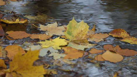 las coloridas hojas caídas flotan en la superficie del arroyo poco profundo