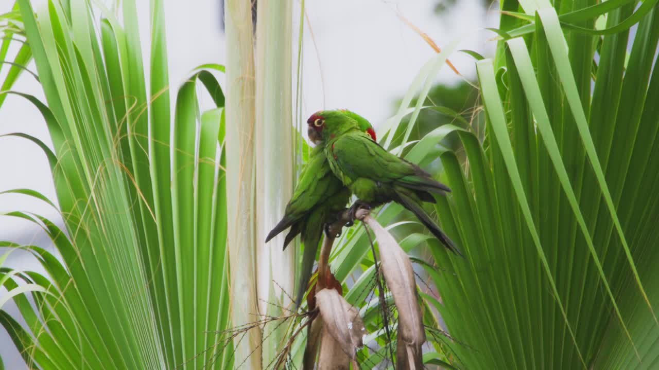 Two green parrots sitting closely together on palm leaves in a tropical setting
