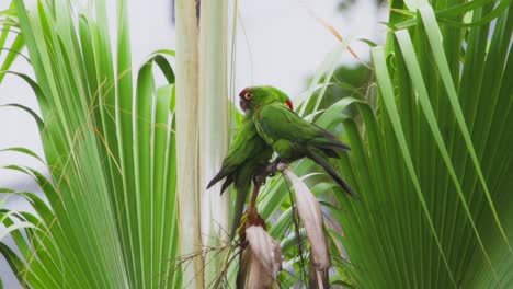 two green parrots sitting closely together on palm leaves in a tropical setting