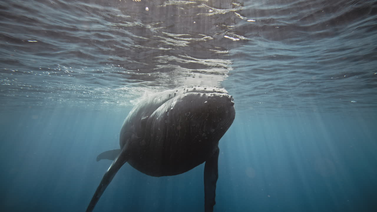 Humpback whale lifts head to meet reflection against textured water surface