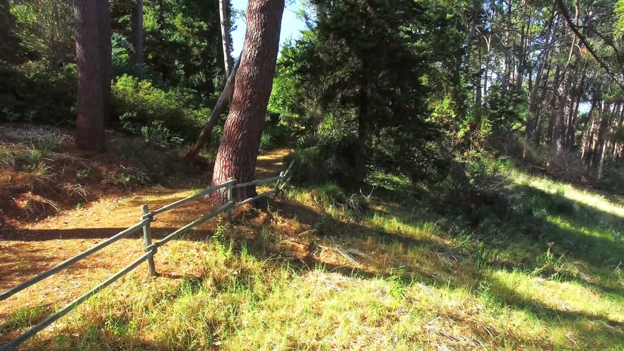 mujer corriendo por el camino del bosque