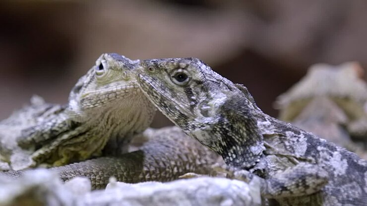 Closeup View Of A Pair Of Frilled Lizard Facing Each Other - Side View Slowmo