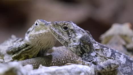 closeup view of a pair of frilled lizard facing each other - side view slowmo