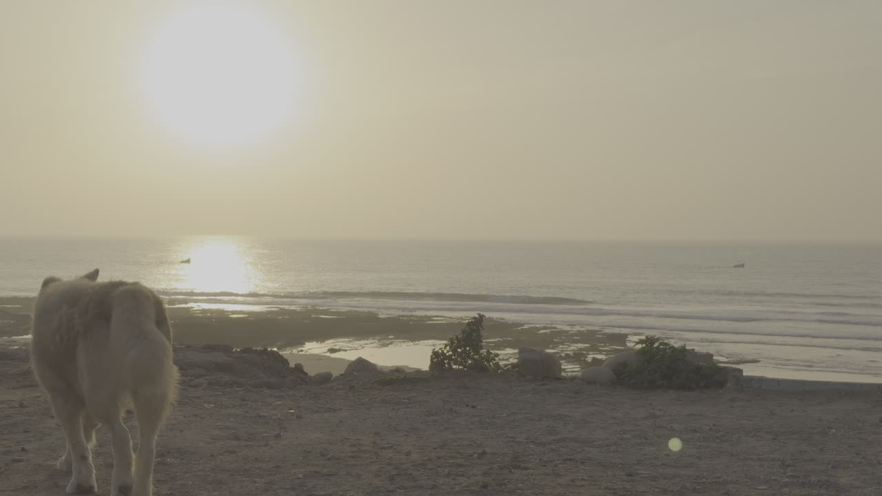 Dog watching the sunset over the ocean