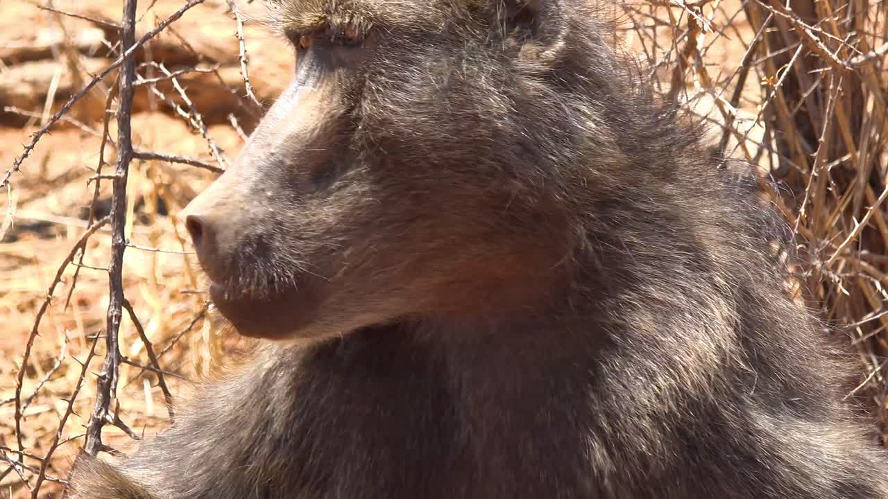 cerca de un babuino adulto comiendo y mirando alrededor en un safari en áfrica